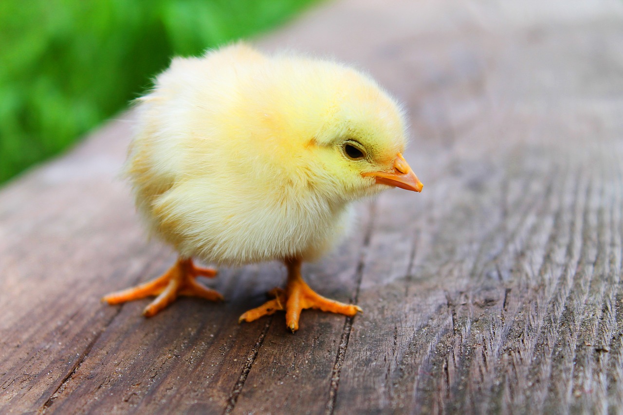 How to Create a Sustainable Backyard Chicken Coop